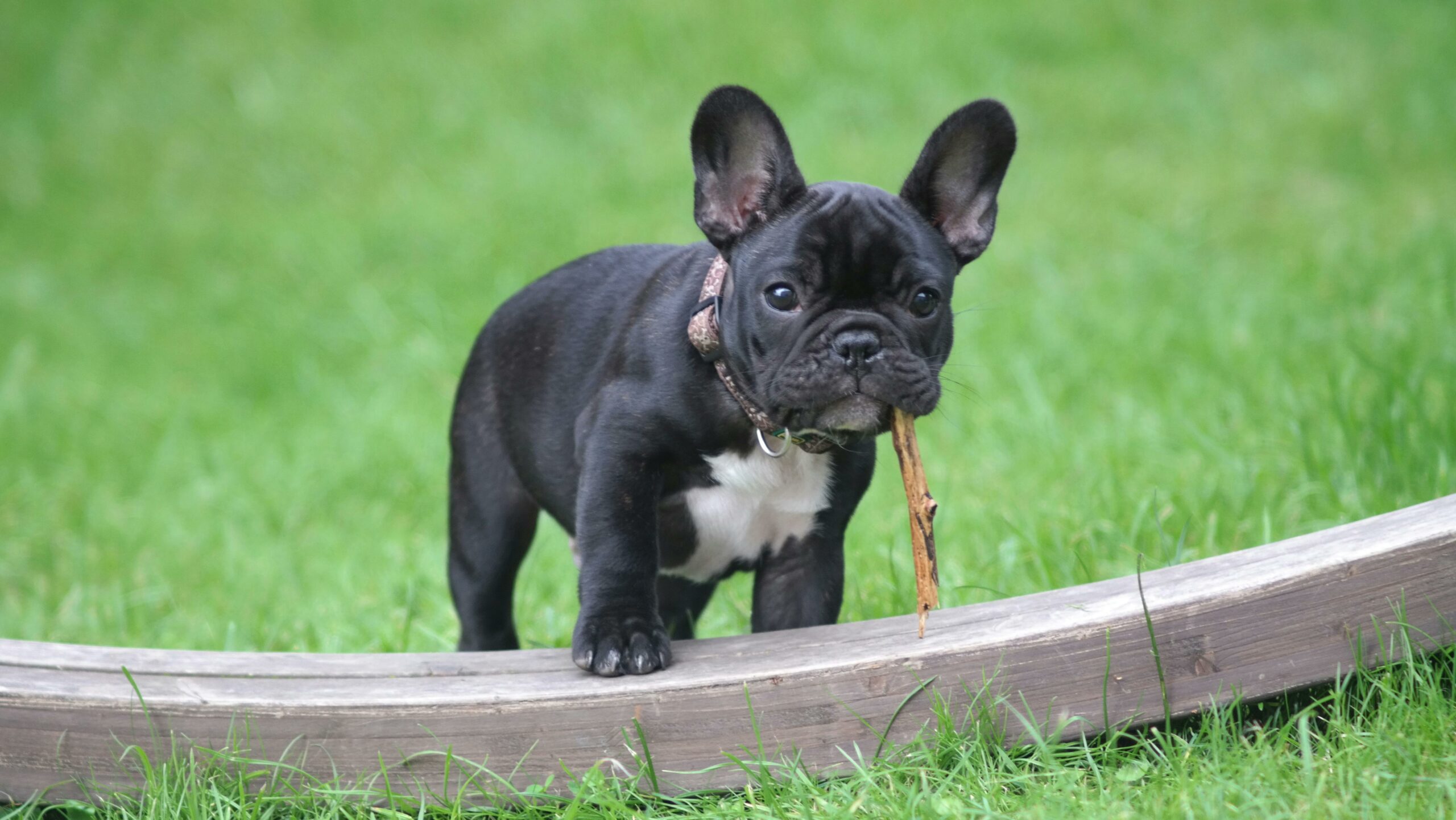 bulldog razza canina cane taglia piccola